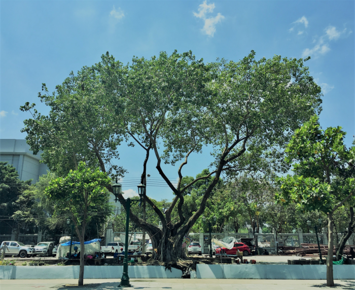 Celebrating 10 years of the Big Trees project - Vimarsana News