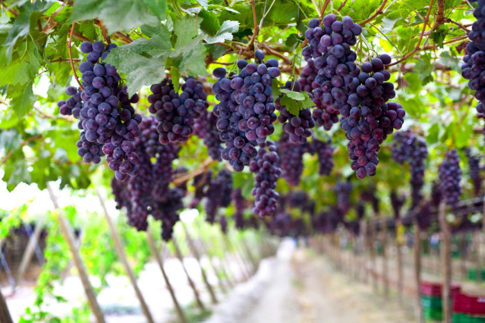 Peru promotes agriculture - Vimarsana News