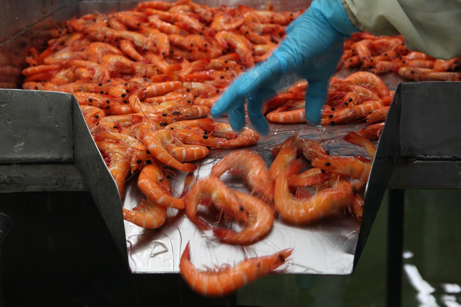 Shrimp being sorted for packaging at a Thai Union Group facility. (Photo by Wichan Charoenkiatpakul)