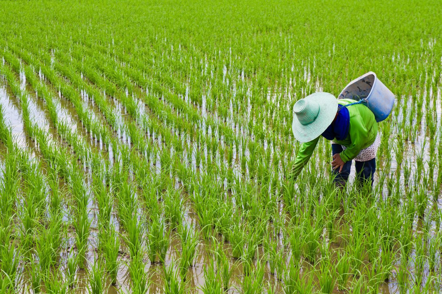 Rice exports remain gloomy