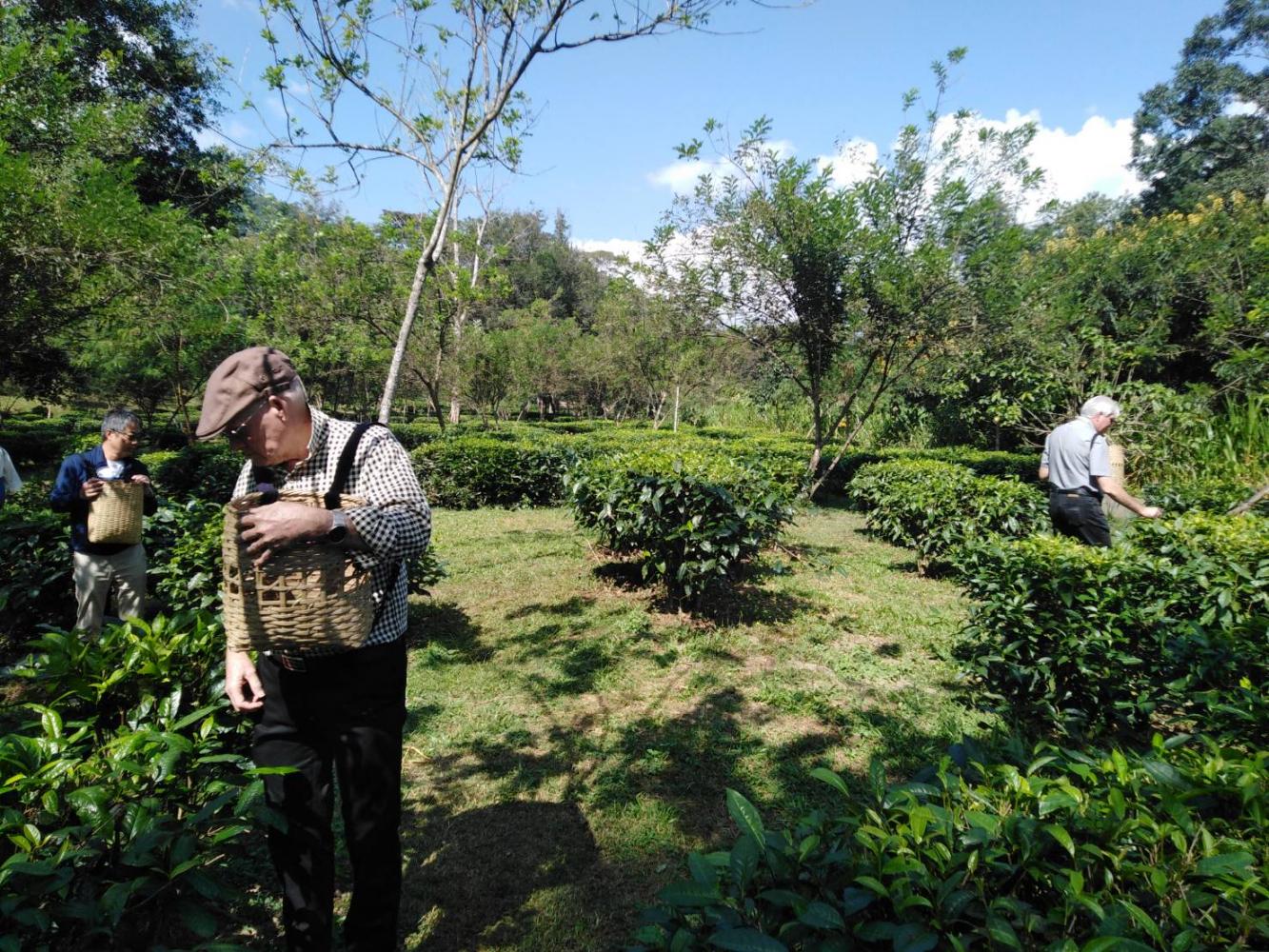 Tourists enjoy picking tea leaves at Araksa Tea Garden, a plantation in Chiang Mai. (Photo by Dusida Worrachaddejchai)