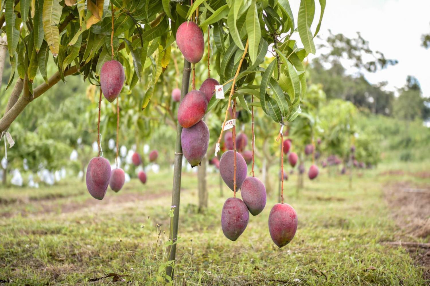 Bangkok Post - Fruit full