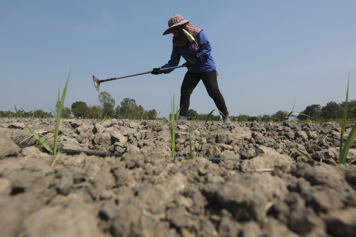 A farmer in Suphan Buri's Sam Chuk district replaces his rice crops with sugar cane, which consumes less water, though he is still plagued by drought. Patipat Janthong