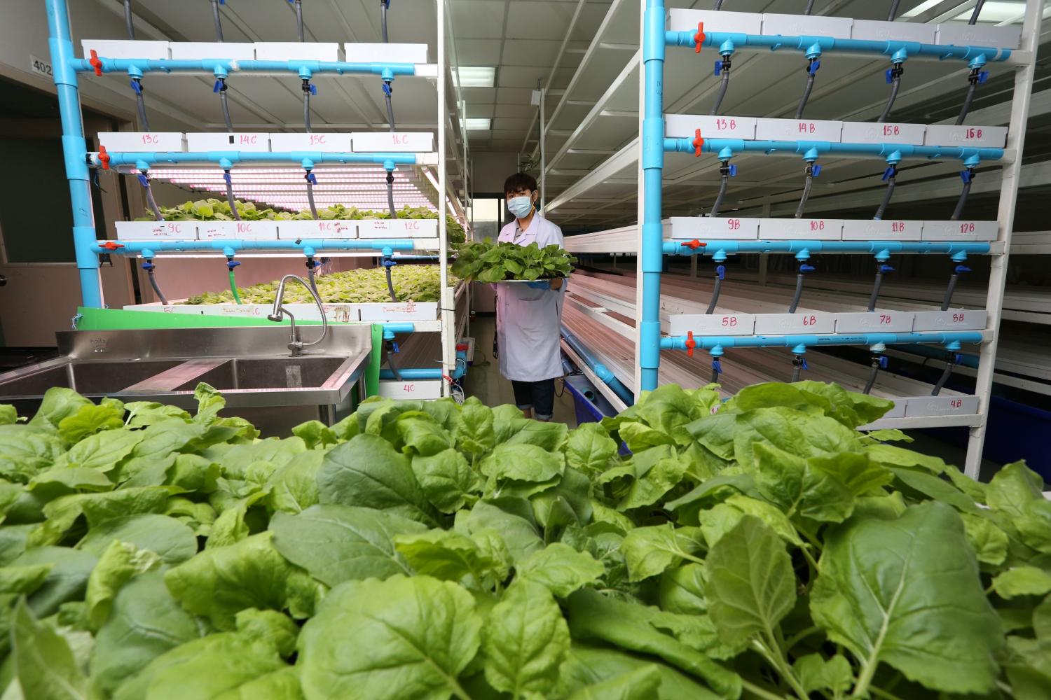 Low-nicotine tobacco leaves are being used by Baiya Phytopharm researchers to produce a new Covid-19 vaccine scheduled to be tested by volunteers in September this year.