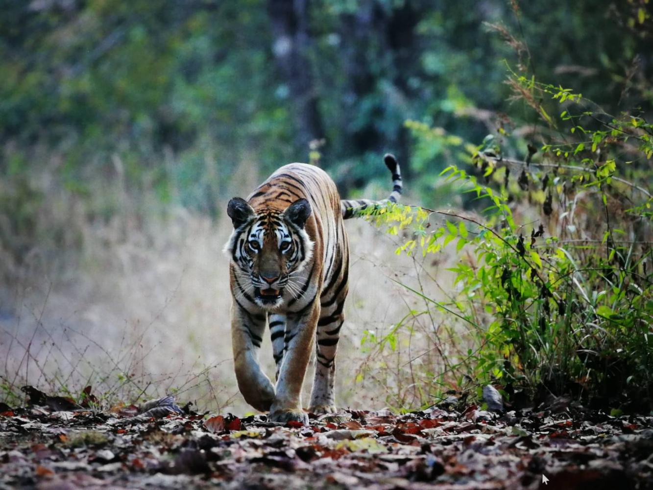 New Discovery of Second Tiger Population in Thailand Found in Thap Lan  World Heritage Park, News