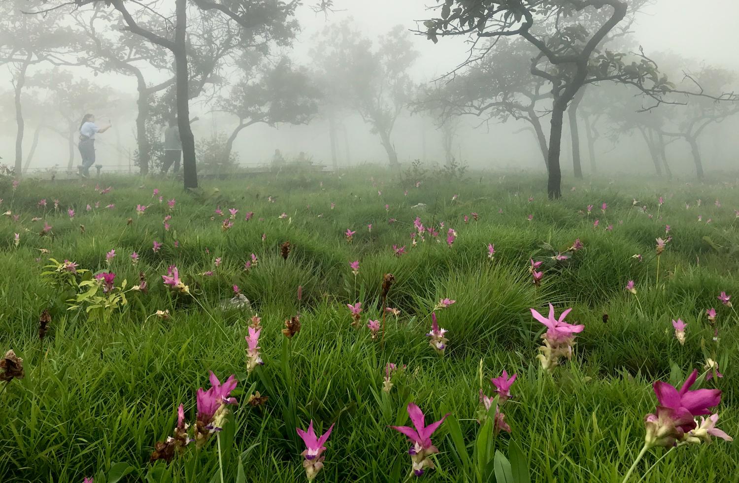 Siam tulips bloom in Pa Hin Ngam National Park. (Photo: Karnjana Karnjanatawe)