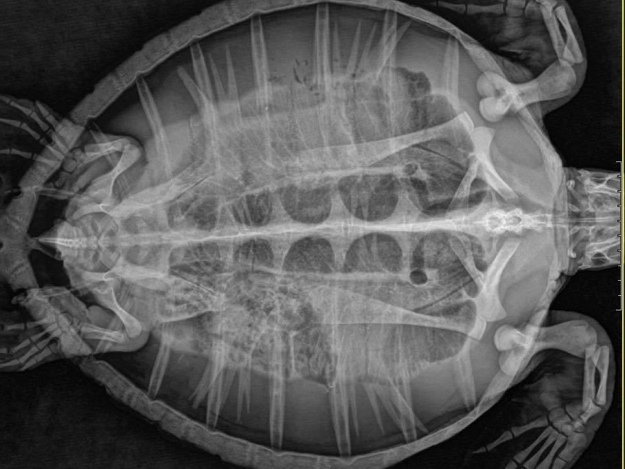 An x-ray reveals masses of trash in the stomach of a little green turtle rescued in Phuket last month. Vets found the turtle had eaten at least 158 pieces of trash, mainly plastic bags. (Photos by Department of Marine and Coastal Resources)