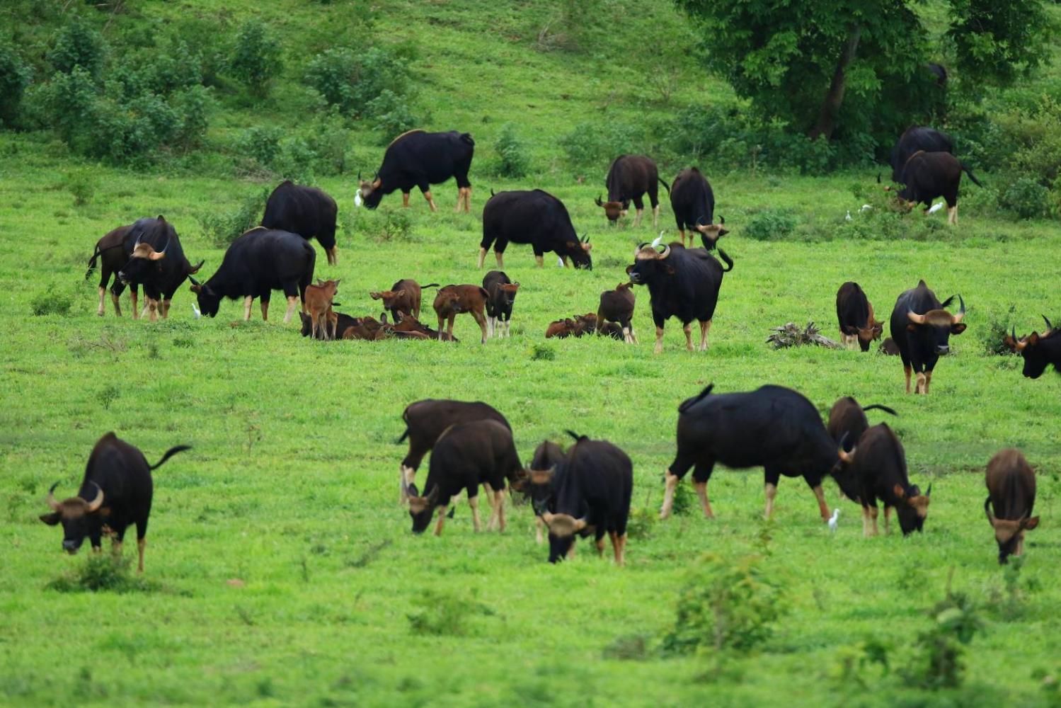 Wild animals graze on fresh grass in Kui Buri national park which is stepping up measures to protect them from Lumpy Skin Disease. DNP