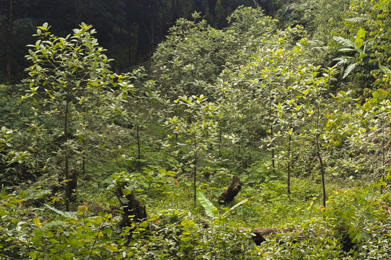 Several young kratom trees grown illegally in a village in Phangnga's Papong district. They were all later destroyed as the plant, pictured in July last year, was then classified as illegal under the narcotics law.  Achadtaya Chuenniran
