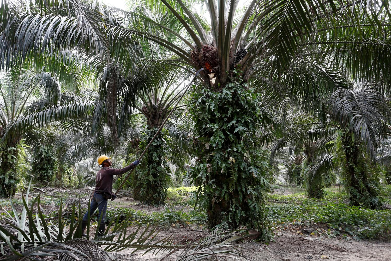 Travel restrictions in Malaysia have led to a steady decrease in the number of available workers in the palm-oil sector. REUTERS