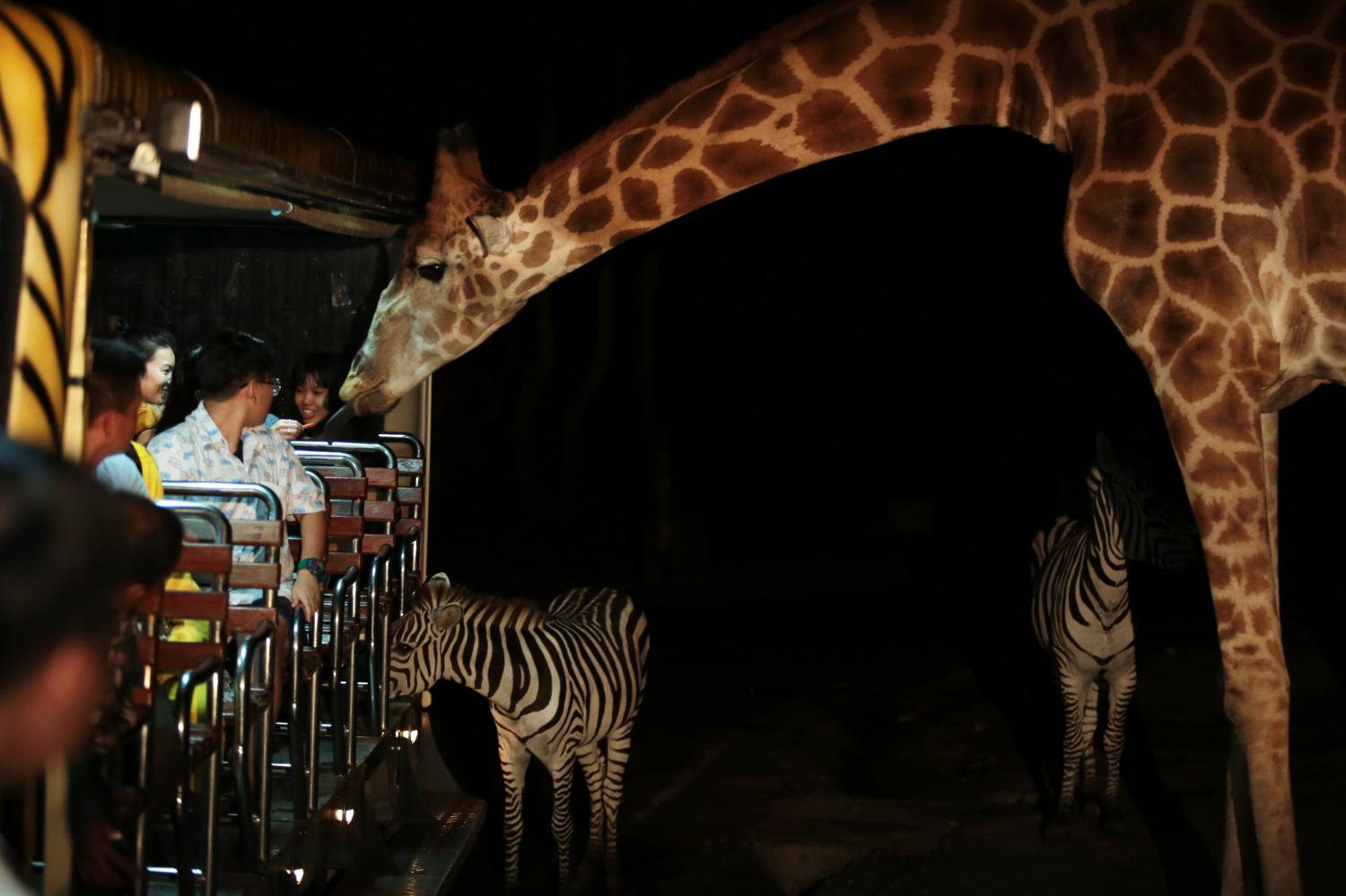 Chiang Mai Night Safari reopens