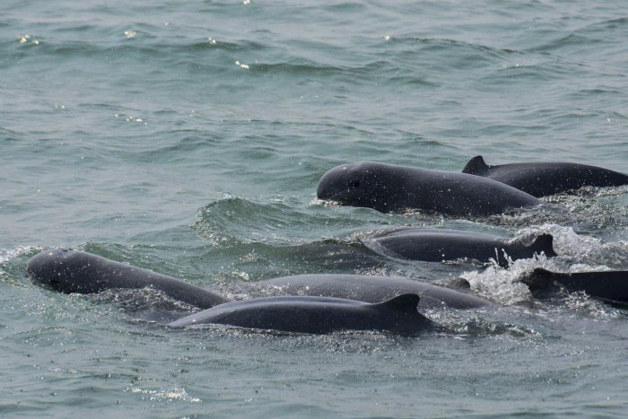 Fishing OK despite risk to dolphins - Vimarsana News