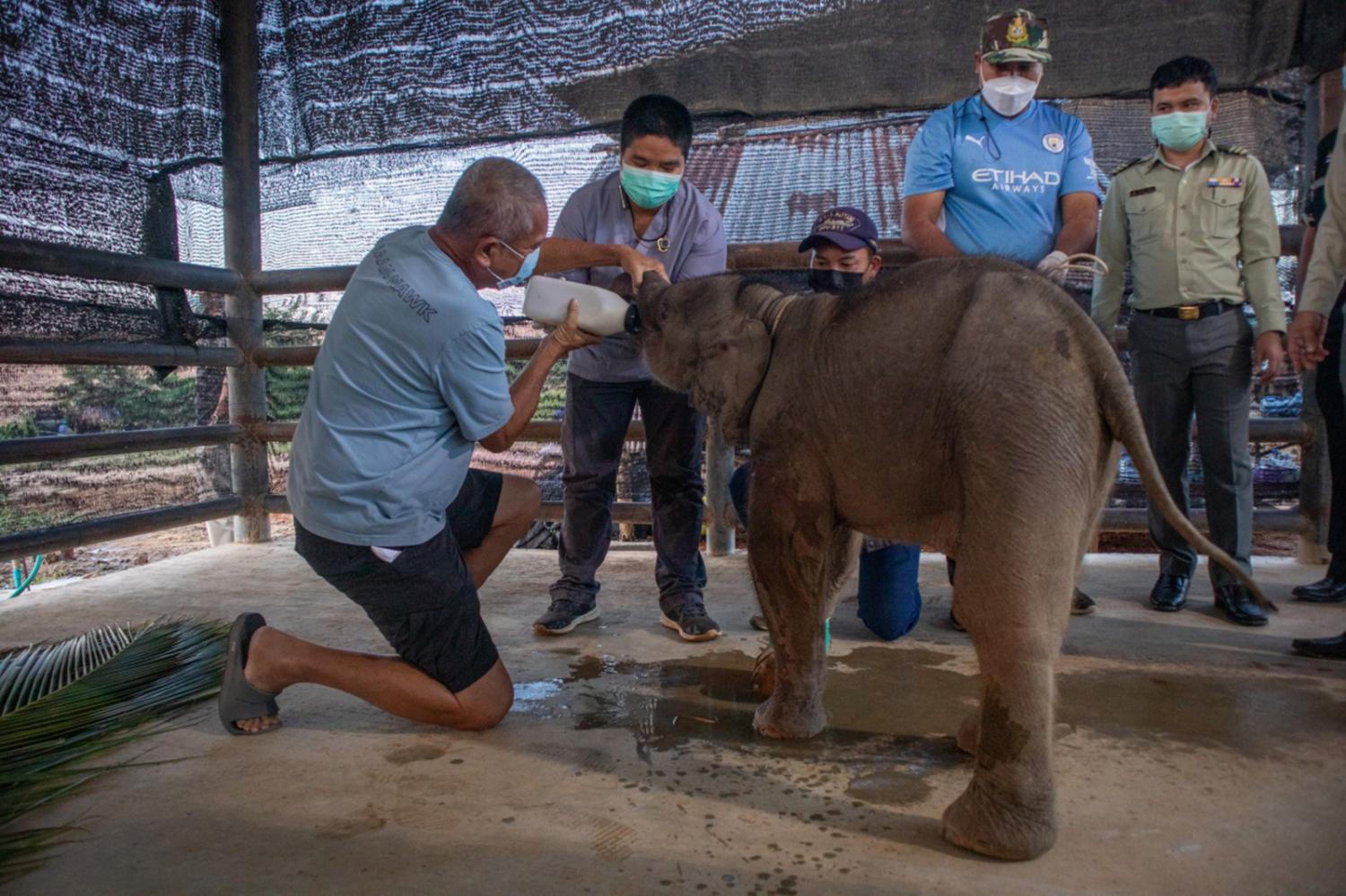 Vets to operate on wounded elephant