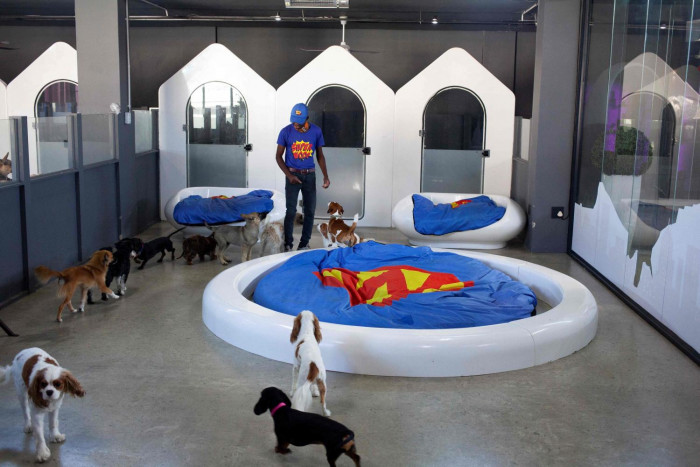 Luxury dog hotels give paws for thought - Vimarsana News