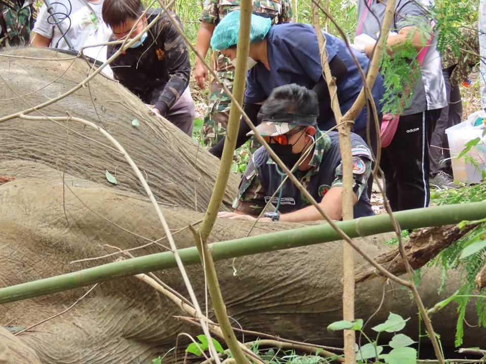 race against time: A team of vets treats the 60-year-old wild elephant but ultimately lost the fight.