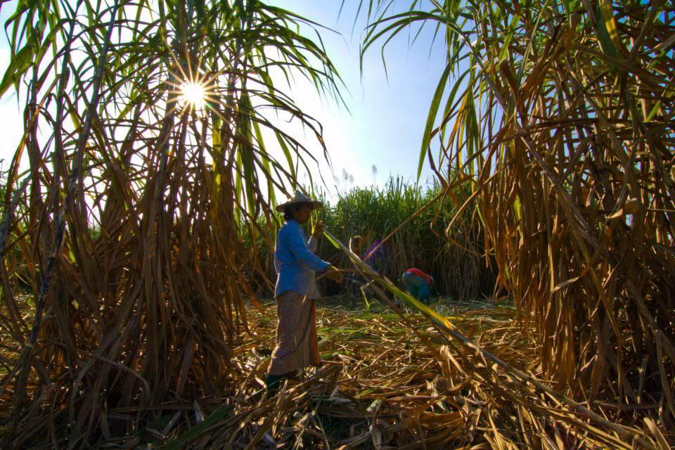 TSMC seeks higher prices for sugarcane