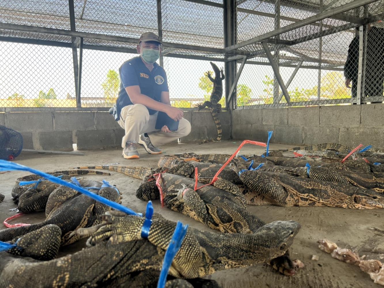 An official checks on lizards during a farm raid. police photo