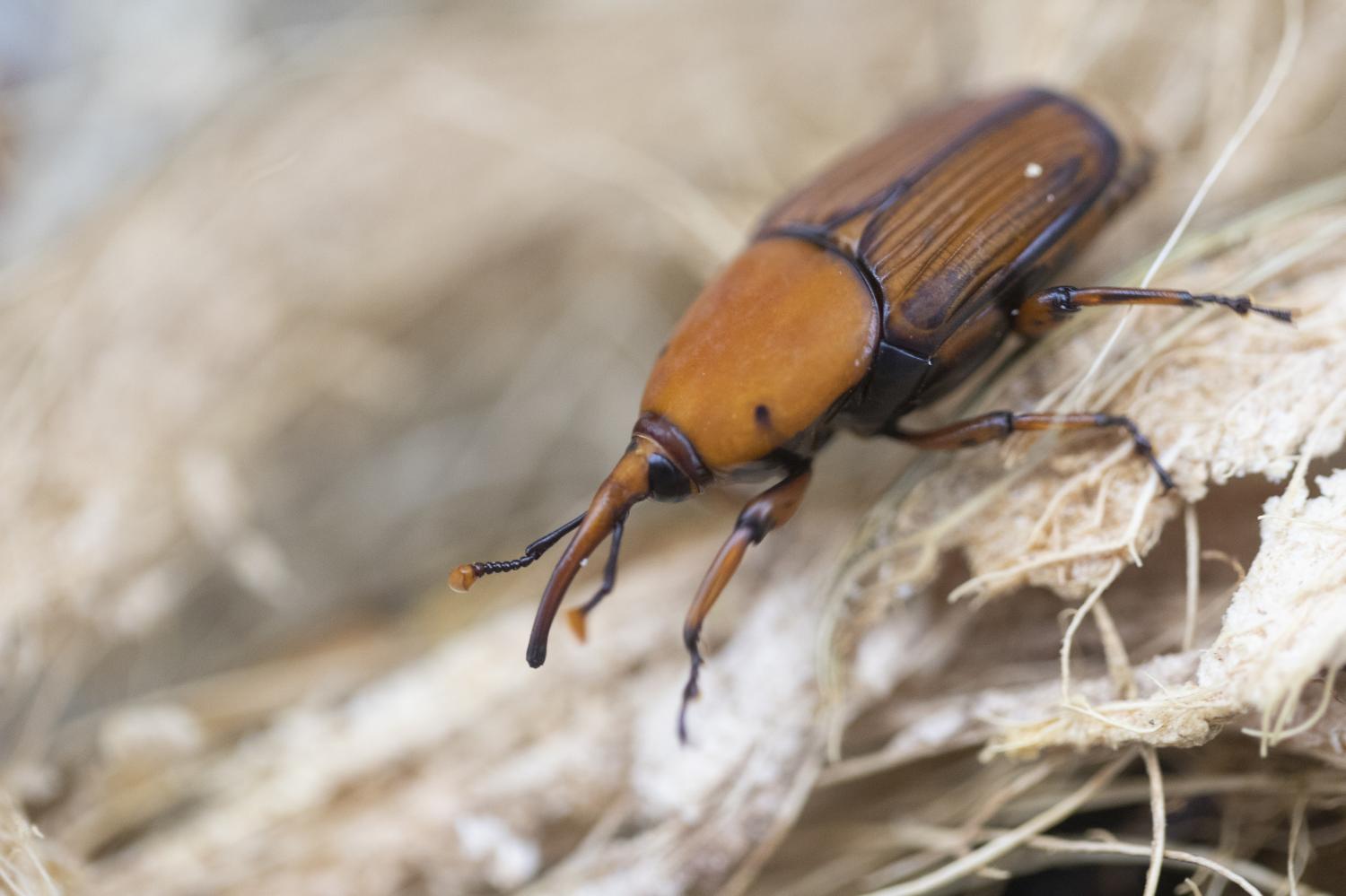 A palm weevil.