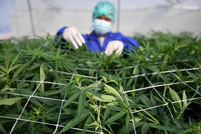 Welcome to Thailand: Ganja anyone? - Vimarsana News