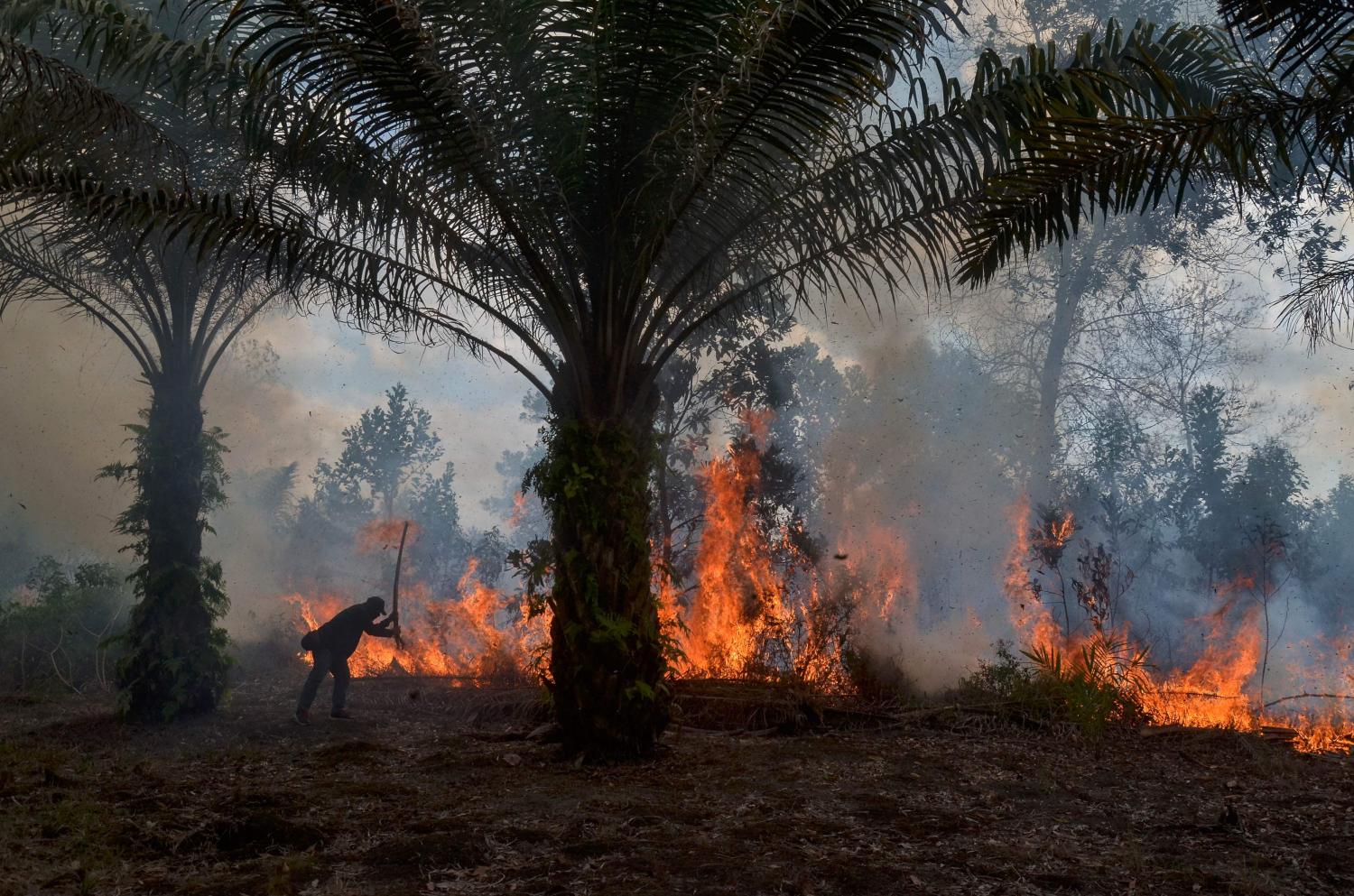 The global demand for palm oil is driving the fires in Indonesia