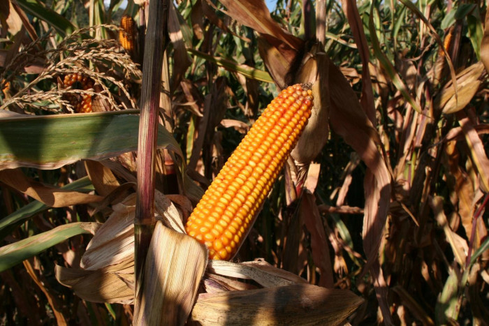 Steps capping wheat imports may be lifted - Vimarsana News