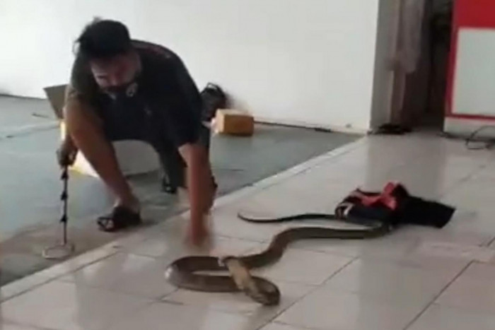 Charges sought for king cobra postal bid - Vimarsana News