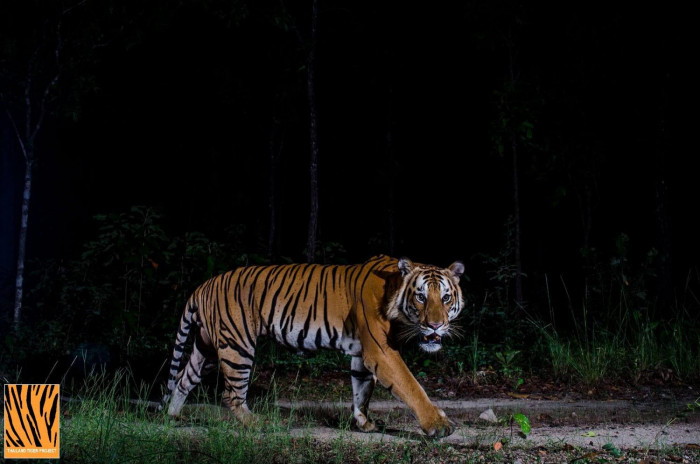 Wounded star tiger dies - Vimarsana News