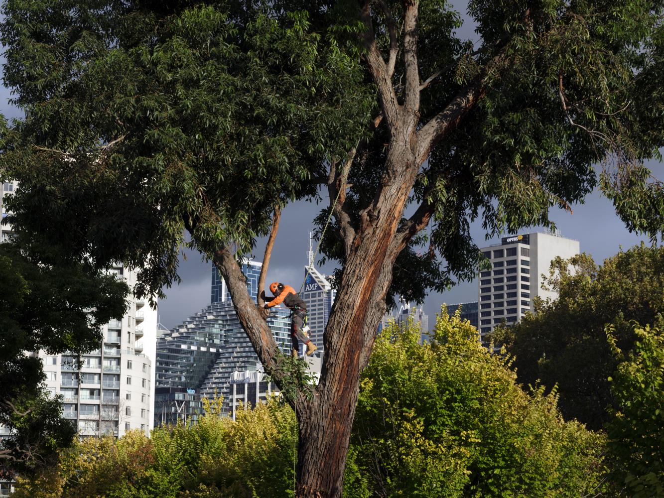 An arborist performs 'reduction pruning' on a mature 'Eucalyptus botryoides' tree in Queen Victoria Gardens in Melbourne, to help improve its health and extend its life. ALANA HOLMBERG/nyt