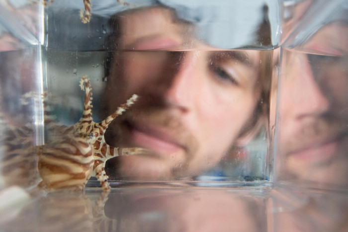 The Search for a Model Octopus - Vimarsana News