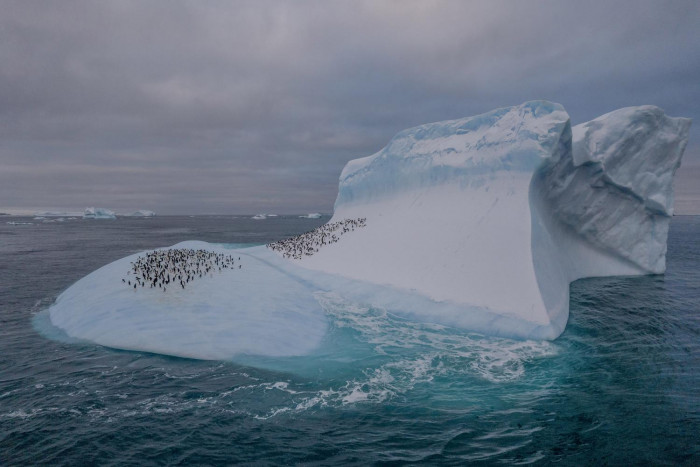 Where ice is still abundant, penguins are, too - Vimarsana News