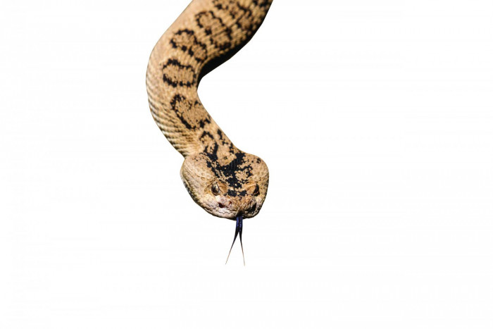 Harnessing deadly venom to create a cure - Vimarsana News