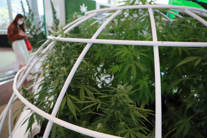 Globlex keen on firms using cannabis - Vimarsana News