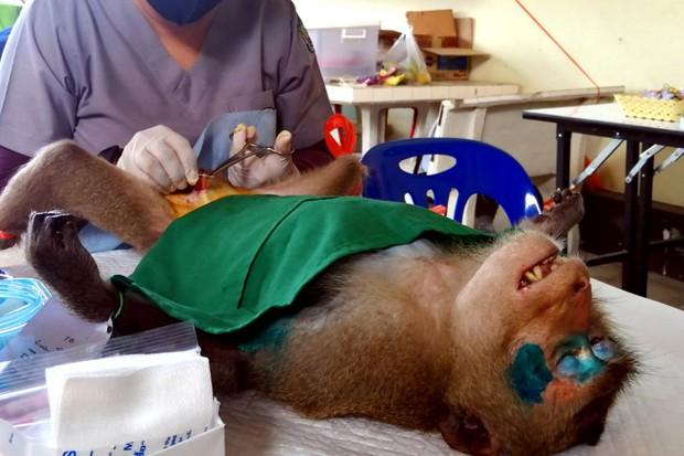 Macaques get monkeypox tests