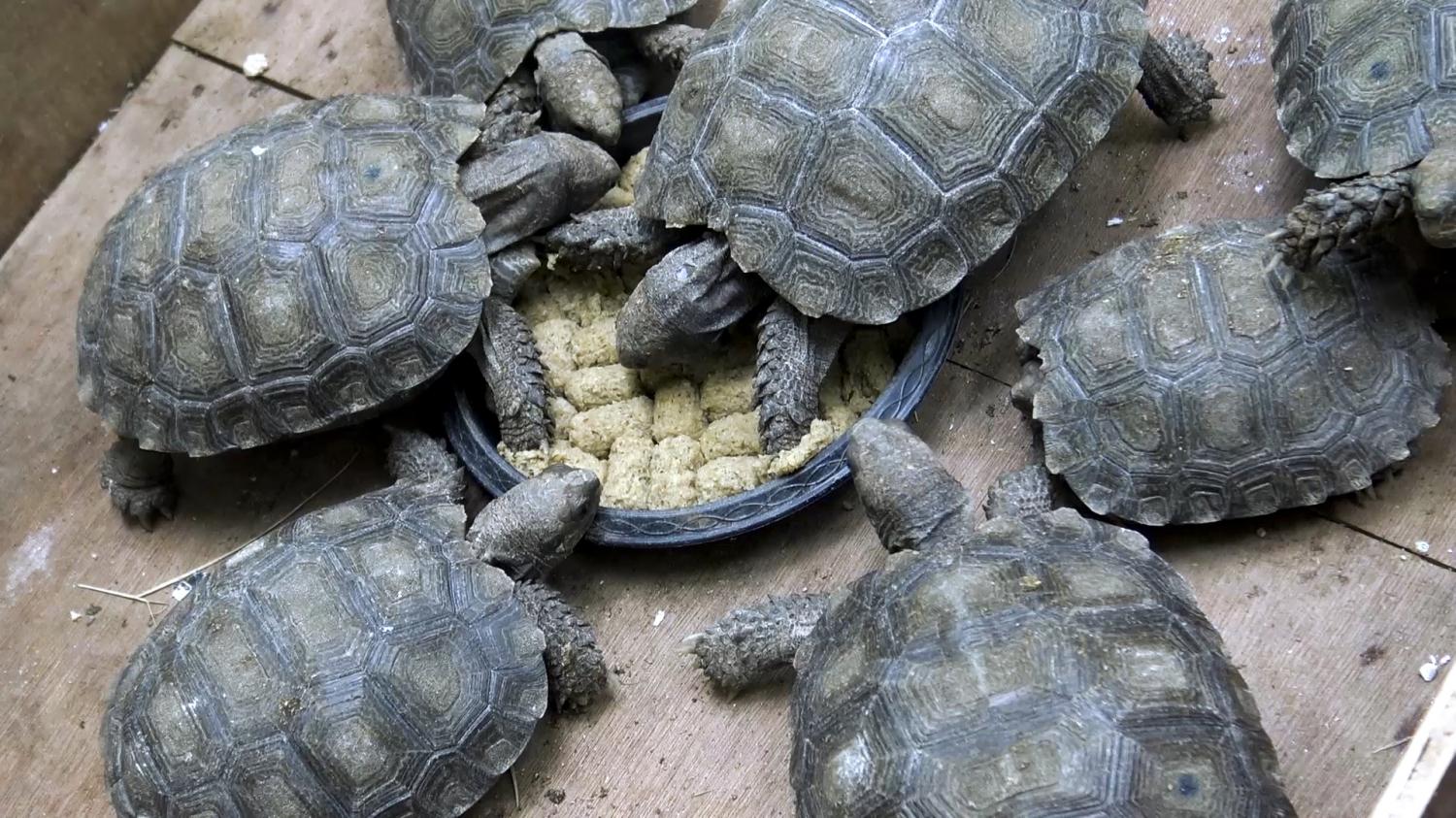 promising start: Endangered Asian forest tortoises lay eggs at Songkhla Zoo, Songkhla province.