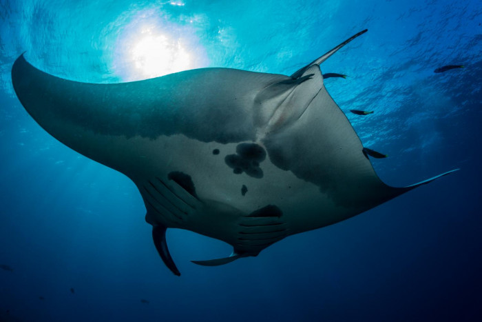 Protecting the manta ray - Vimarsana News