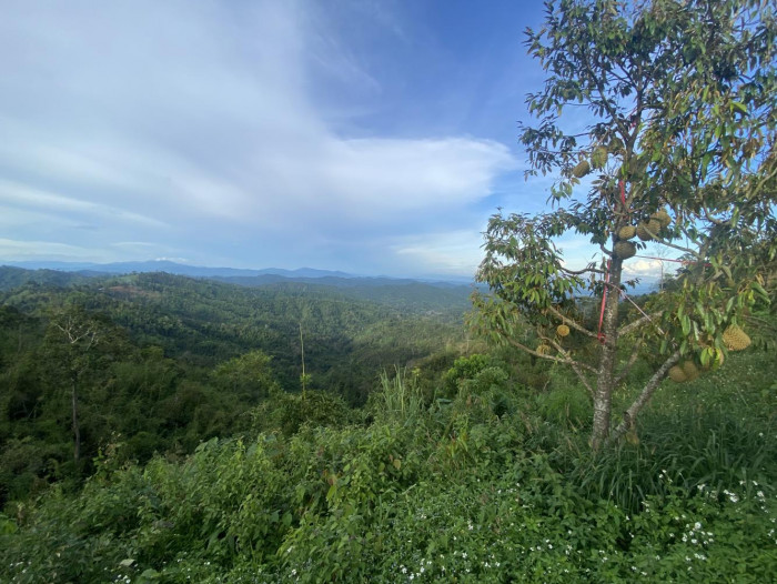 Welcome to durian country - Vimarsana News