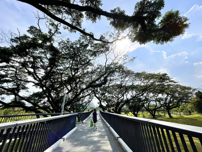 A forest in the heart of the city
