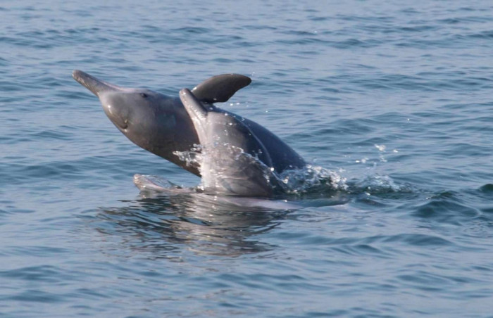 Dolphin sighting hailed - Vimarsana News