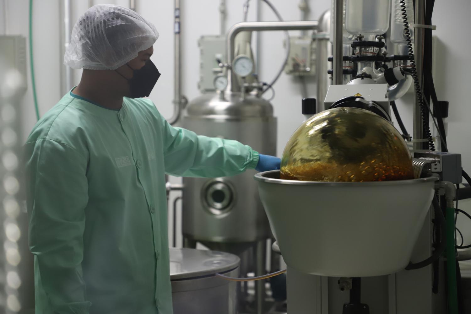 A worker demonstrates part of the process of producing medicine from cannabis, after the plant was removed from the narcotics list recently, at a processing facility of the Government Pharmaceutical Organization in Pathum Thani. (Photo: Varuth Hirunyatheb)