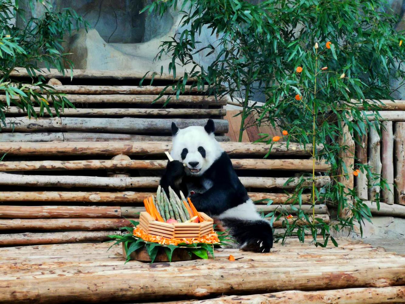 'Lin Hui is not only well-provided for by the Chiang Mai zoo but also receives much love and adoration from Chiang Mai locals and Thai people,' said Chinese Vice Consul-General Yang Jiong of the panda, which celebrated its 21st birthday on Wednesday.  (Photo: Panumet Tanraksa)