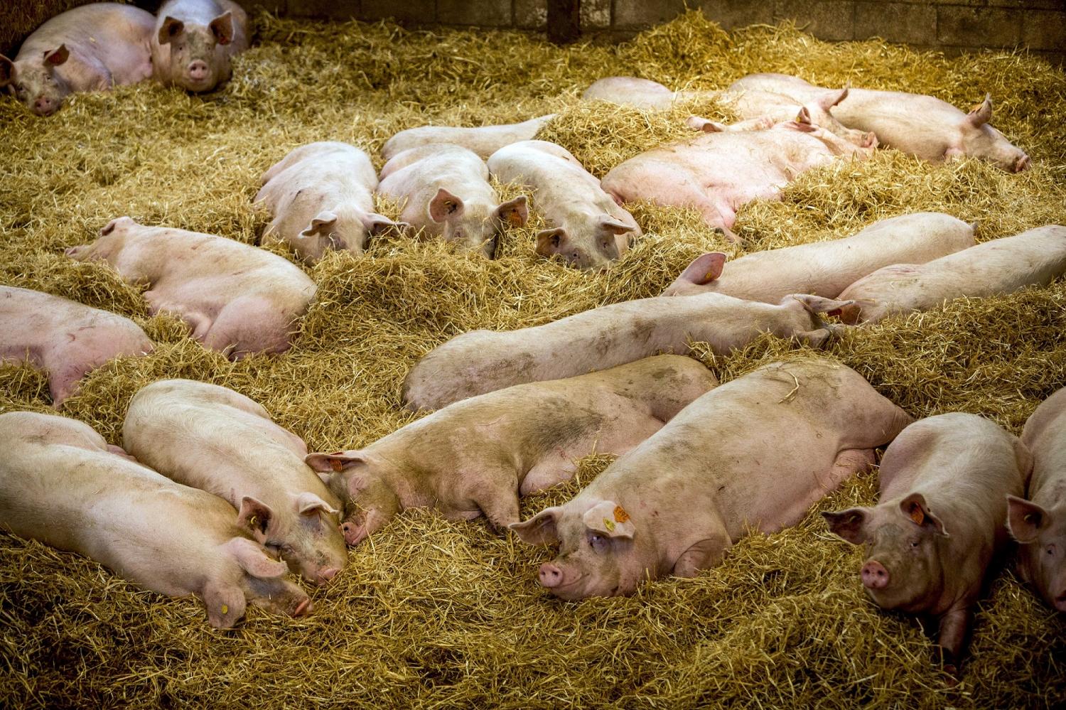 Pigs in a healthy environment. photo: Thomas Alexander