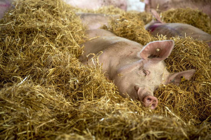 Say no to factory farming - Vimarsana News