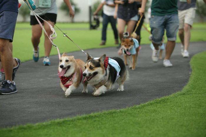 Sansiri to host Halloween dog run - Vimarsana News