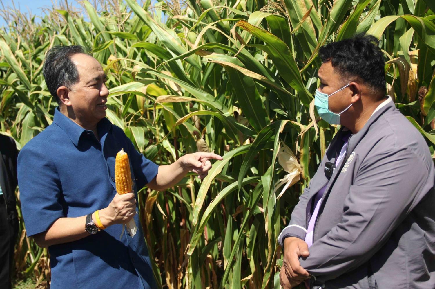 Grisada Boonrach, chairman of the Royal Initiative Discovery Institute, talks to a staff member from Charoen Pokphand Produce at a maize field demonstration plot in Rong Kham district in Kalasin. (Photo: The Royal Initiative Discovery Institute)