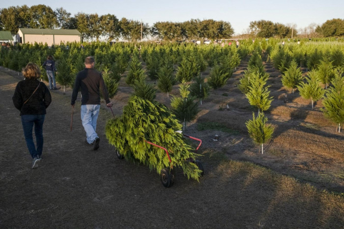 Ignore the Scare Stories: Supplies of Christmas Trees Meet Demand - Vimarsana News