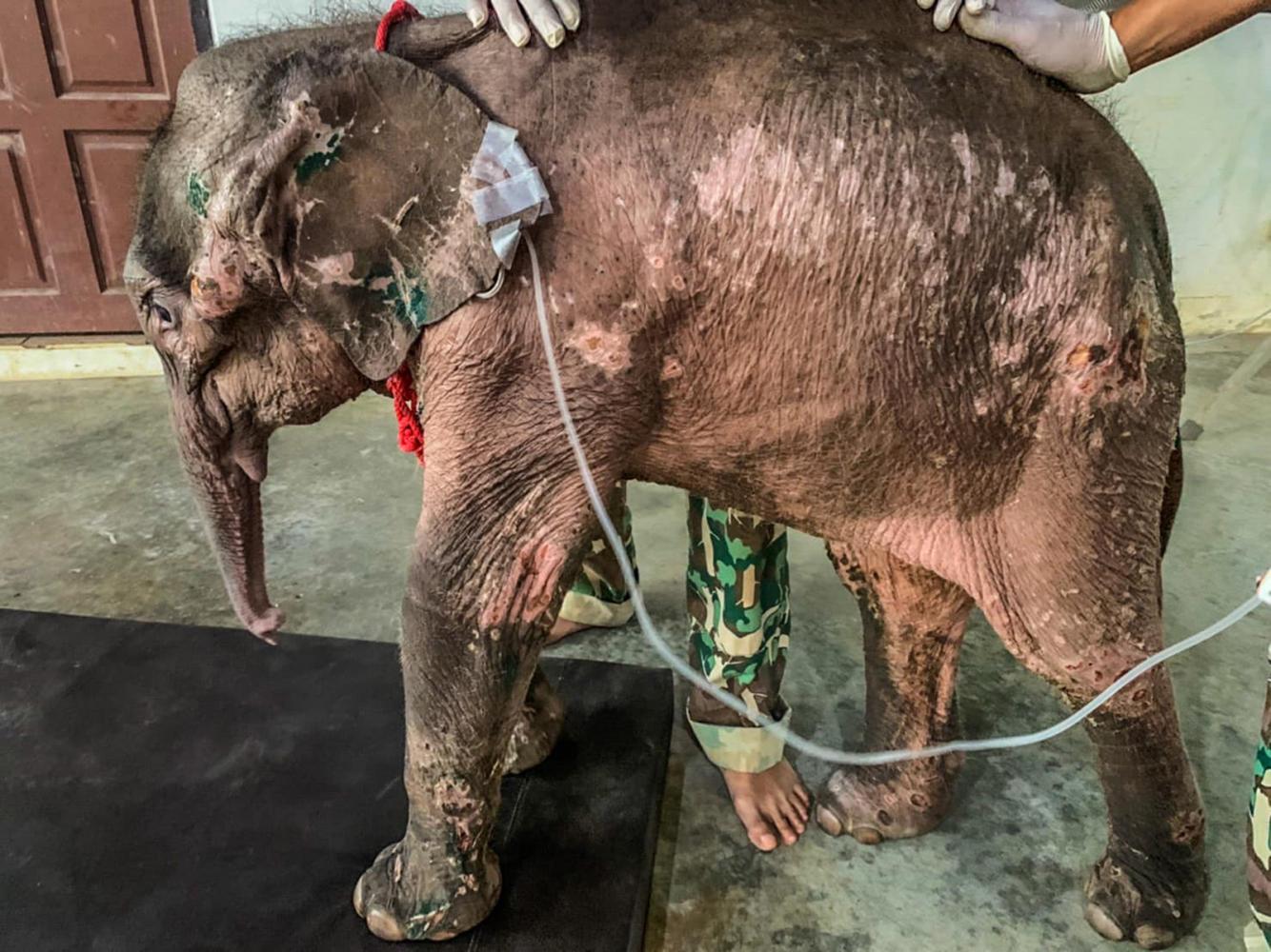 A photograph of Thanwa undergoing treatment at Bueng Chawak Zoo in Suphan Buri before it died on Tuesday. (Photo: Department of National Parks)