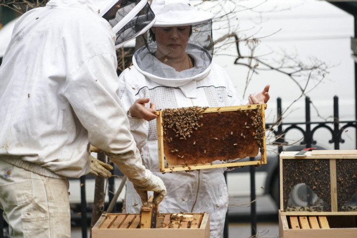 Landmark vaccine for honeybees - Vimarsana News