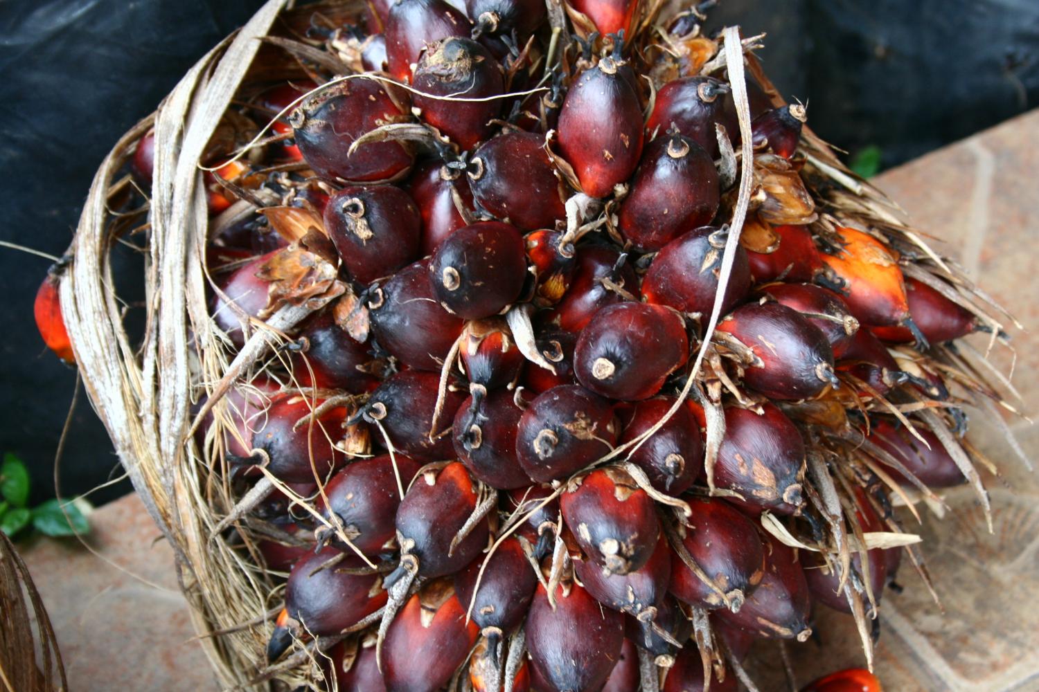 A bunch of oil palm fruit is gathered at a cooperative in Chiang Rai. Oil palm plantation areas are estimated at 6.2 million rai this year, up from 6.15 million rai in 2022.