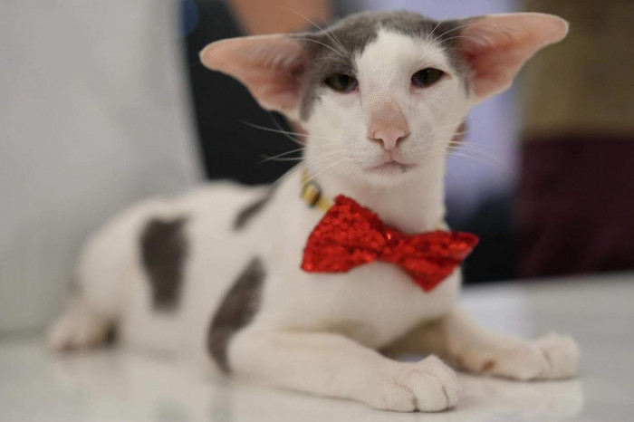 It's a cat's world at Central Ladprao - Vimarsana News
