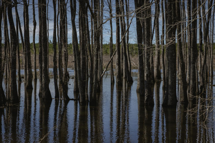GM trees find home in US forest - Vimarsana News